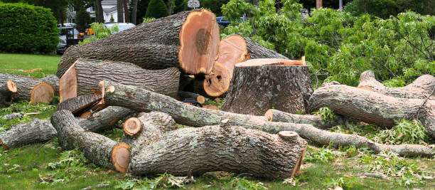 Best Tree Removal Service  in USA